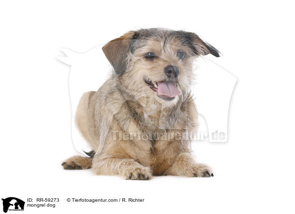 Mischling / mongrel dog / RR-59273