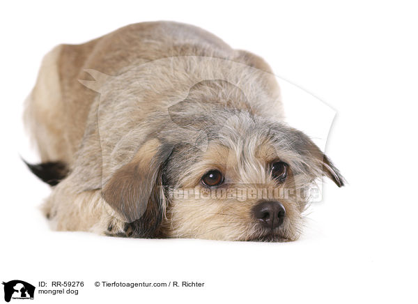 Mischling / mongrel dog / RR-59276