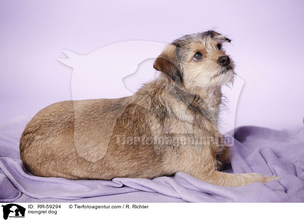 Mischling / mongrel dog / RR-59294