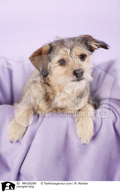 Mischling / mongrel dog / RR-59299