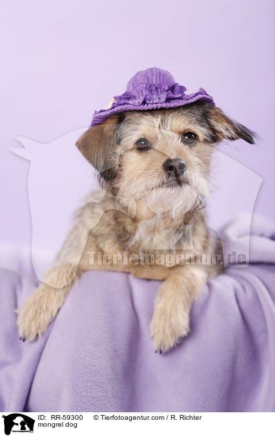 Mischling / mongrel dog / RR-59300