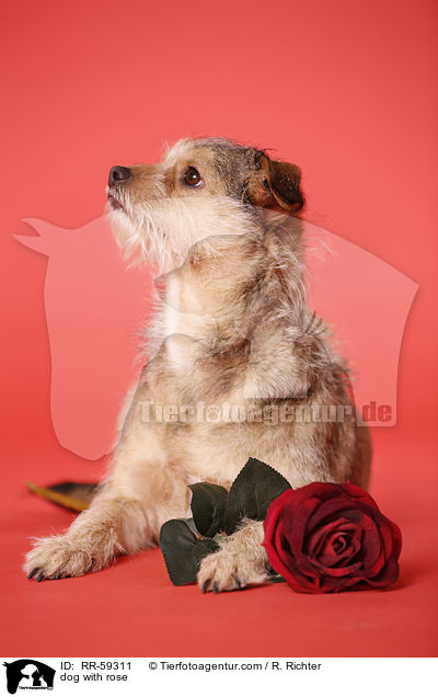 Hund mit Rose / dog with rose / RR-59311