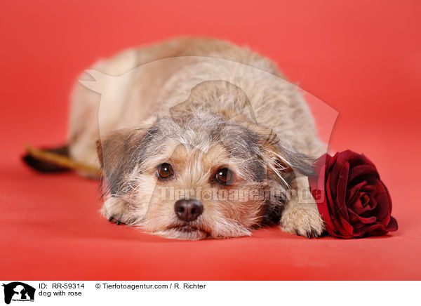 Hund mit Rose / dog with rose / RR-59314