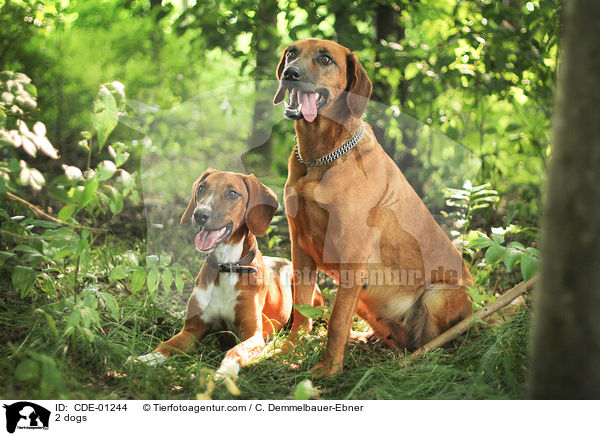 2 Hunde / 2 dogs / CDE-01244