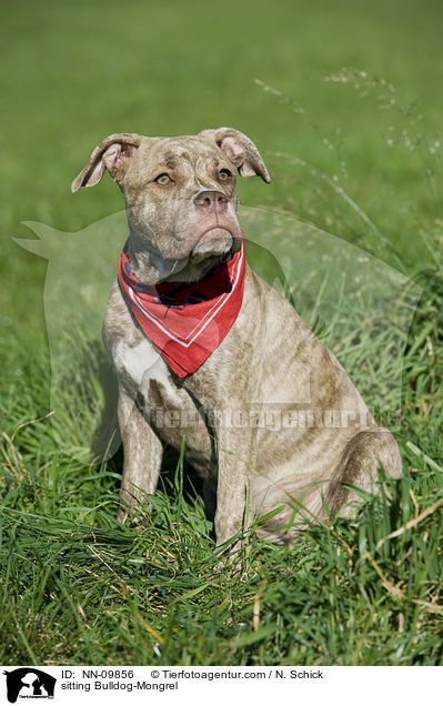 sitzender Bulldoggen-Mix / sitting Bulldog-Mongrel / NN-09856