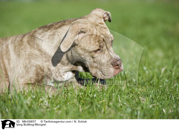 liegender Bulldoggen-Mix / lying Bulldog-Mongrel / NN-09857