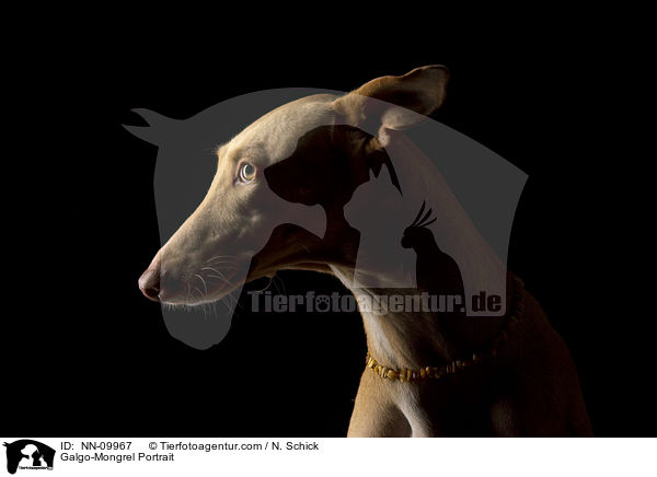 Galgo-Mongrel Portrait / NN-09967