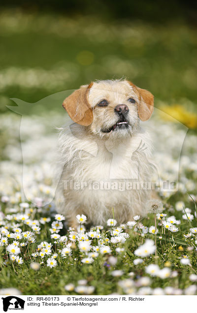 sitzender Tibet-Spaniel-Mischling / sitting Tibetan-Spaniel-Mongrel / RR-60173