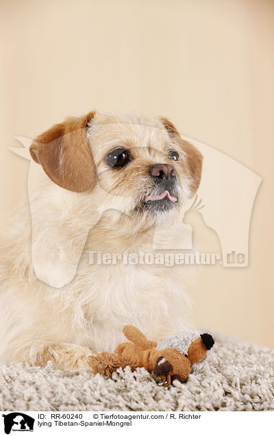 liegender Tibet-Spaniel-Mischling / lying Tibetan-Spaniel-Mongrel / RR-60240