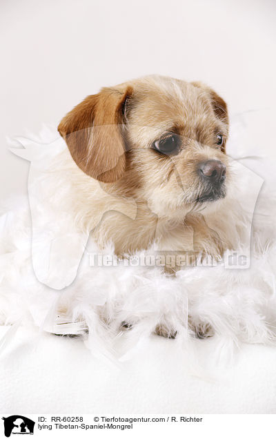 liegender Tibet-Spaniel-Mischling / lying Tibetan-Spaniel-Mongrel / RR-60258