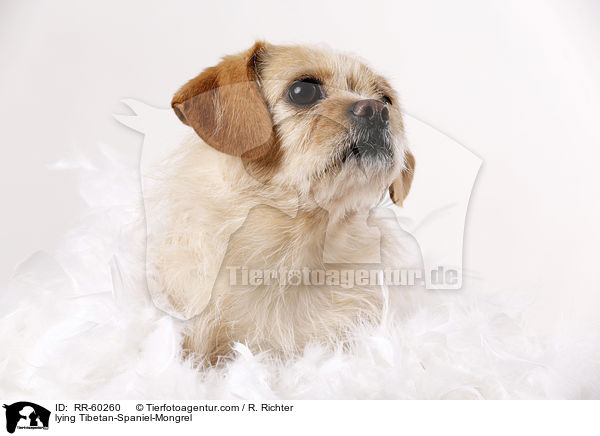 liegender Tibet-Spaniel-Mischling / lying Tibetan-Spaniel-Mongrel / RR-60260