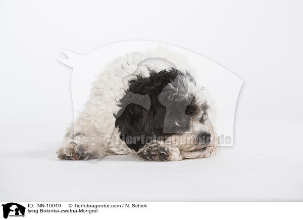 liegender Bolonka-zwetna-Mix / lying Bolonka-zwetna-Mongrel / NN-10049