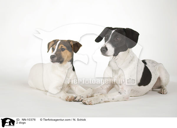 2 Hunde / 2 dogs / NN-10376