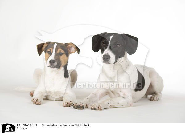 2 Hunde / 2 dogs / NN-10381