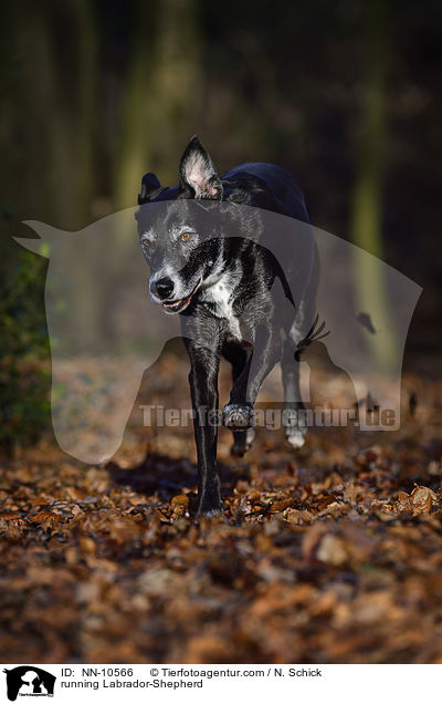 rennender Labrador-Schferhund / running Labrador-Shepherd / NN-10566