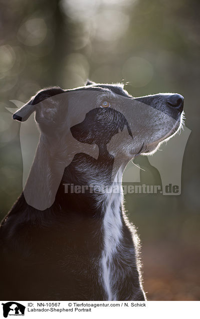 Labrador-Schferhund Portrait / Labrador-Shepherd Portrait / NN-10567