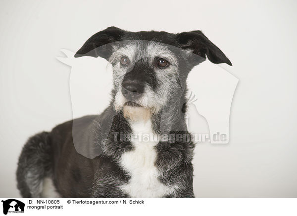 Mischling Portrait / mongrel portrait / NN-10805