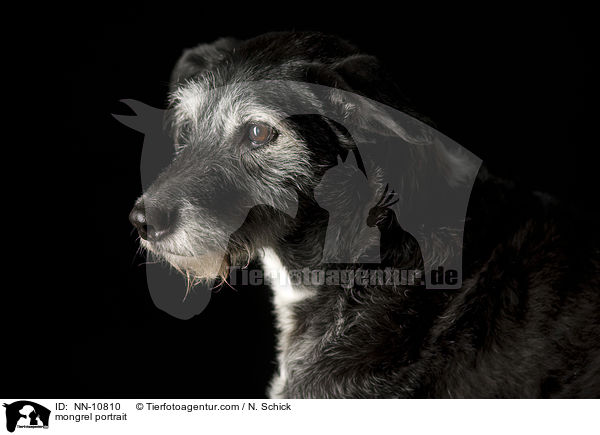 Mischling Portrait / mongrel portrait / NN-10810