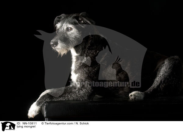 liegender Mischling / lying mongrel / NN-10811