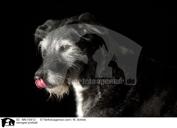 Mischling Portrait / mongrel portrait / NN-10812