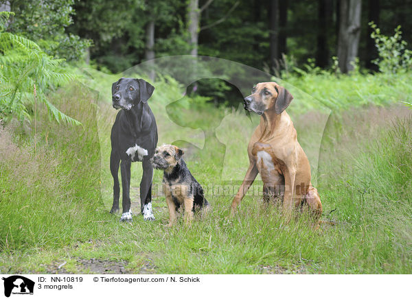3 Mischline / 3 mongrels / NN-10819