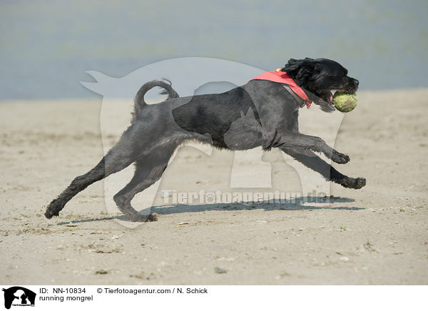 rennender Mischling / running mongrel / NN-10834