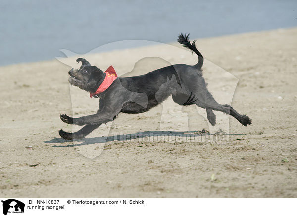 rennender Mischling / running mongrel / NN-10837