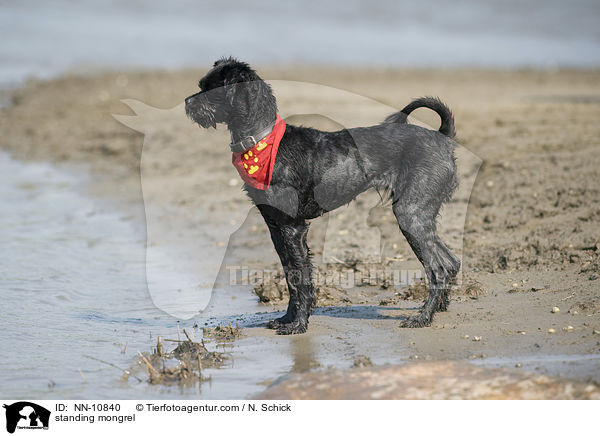 stehender Mischling / standing mongrel / NN-10840