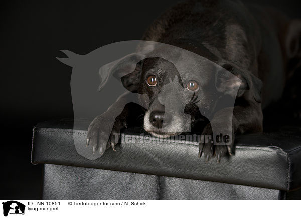 liegender Mischling / lying mongrel / NN-10851