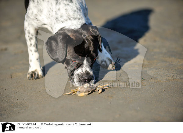 Pointer-Mix und Krabbe / mongrel and crab / YJ-07894