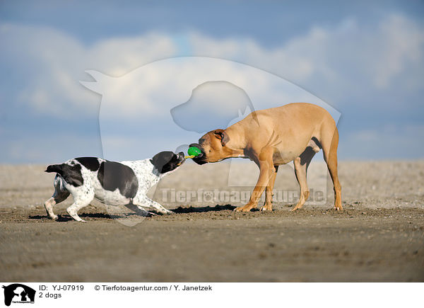 2 Hunde / 2 dogs / YJ-07919