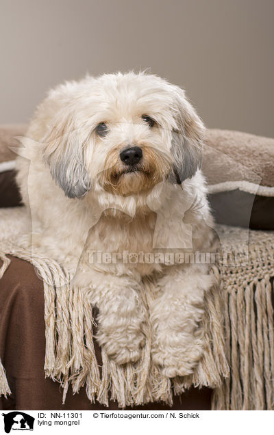 liegender Tibet-Terrier-Griffon-Mix / lying mongrel / NN-11301