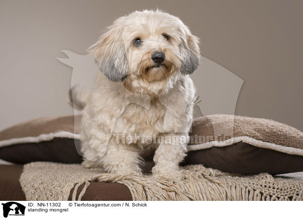 stehender Tibet-Terrier-Griffon-Mix / standing mongrel / NN-11302
