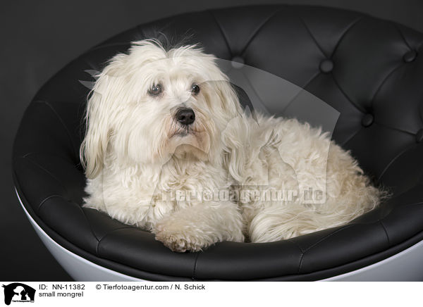 kleiner Mischling / small mongrel / NN-11382