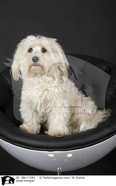 kleiner Mischling / small mongrel / NN-11383