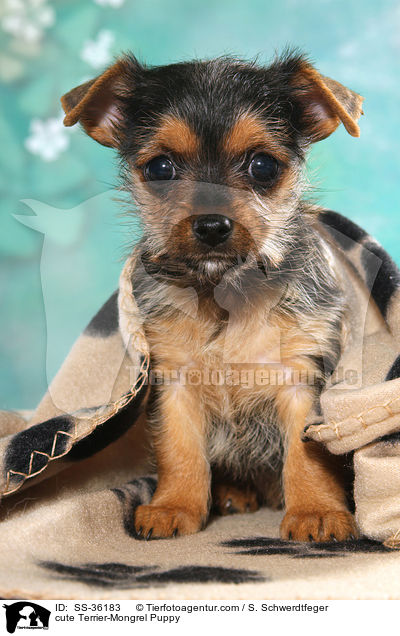 cute Terrier-Mongrel Puppy / SS-36183