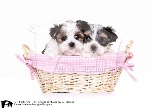 Biewer-Malteser-Mix Welpen / Biewer-Maltese-Mongrel Puppies / JH-20786