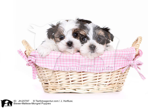 Biewer-Malteser-Mix Welpen / Biewer-Maltese-Mongrel Puppies / JH-20787
