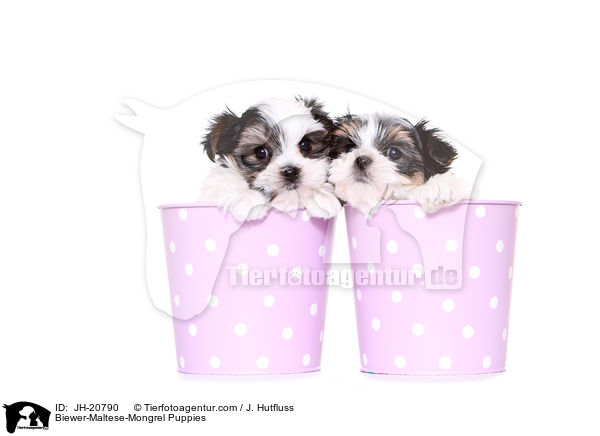 Biewer-Malteser-Mix Welpen / Biewer-Maltese-Mongrel Puppies / JH-20790