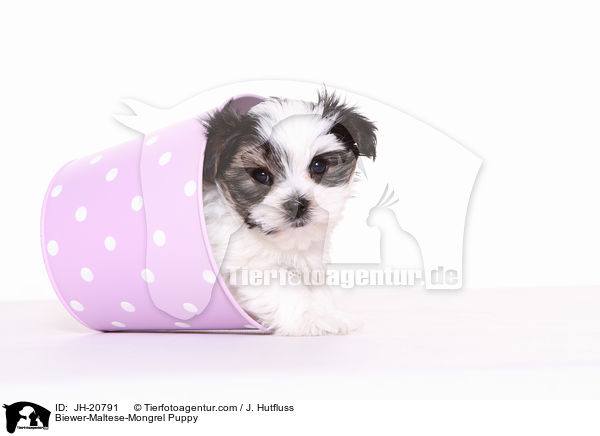 Biewer-Malteser-Mix Welpe / Biewer-Maltese-Mongrel Puppy / JH-20791