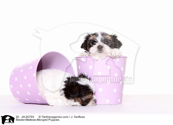 Biewer-Malteser-Mix Welpen / Biewer-Maltese-Mongrel Puppies / JH-20793