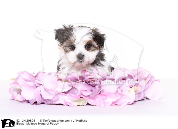 Biewer-Malteser-Mix Welpe / Biewer-Maltese-Mongrel Puppy / JH-20804