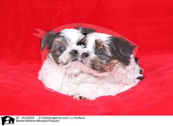 Biewer-Malteser-Mix Welpen / Biewer-Maltese-Mongrel Puppies / JH-20808