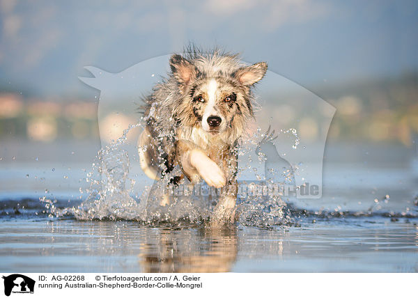 rennender Australian-Shepherd-Border-Collie-Mix / running Australian-Shepherd-Border-Collie-Mongrel / AG-02268