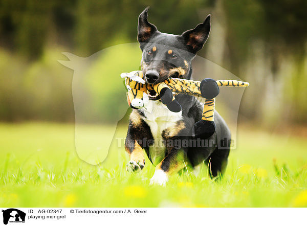 playing mongrel / AG-02347