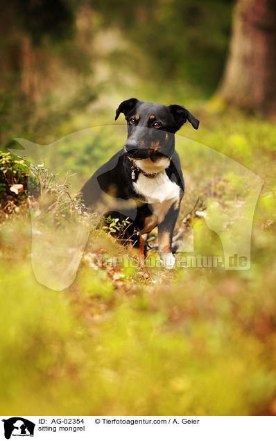 sitzender Mischling / sitting mongrel / AG-02354