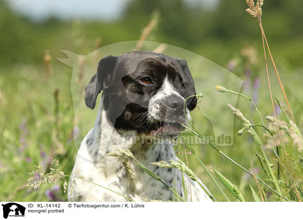 Mischling Portrait / mongrel portrait / KL-14142