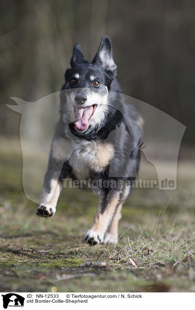 alter Border-Collie-Schferhund / old Border-Collie-Shepherd / NN-12533