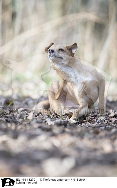 Mischling kratzt sich / itching mongrel / NN-13272