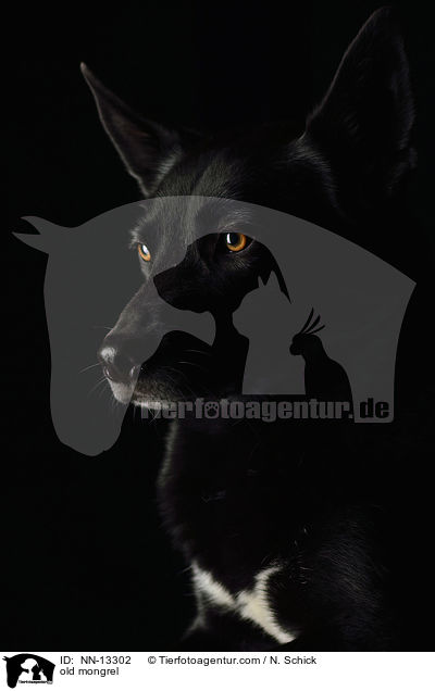 old mongrel / NN-13302